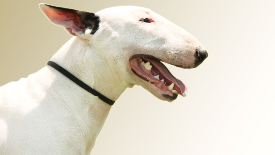 Long store nosed pitbull